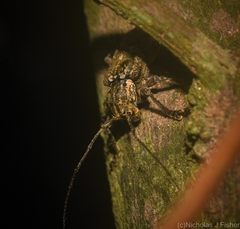 Prosoplus mediofasciatus