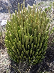 Phlegmariurus saururus