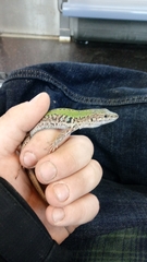 Podarcis siculus campestris