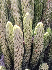 Phlegmariurus saururus