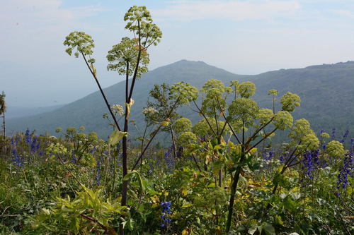 Angelica decurrens