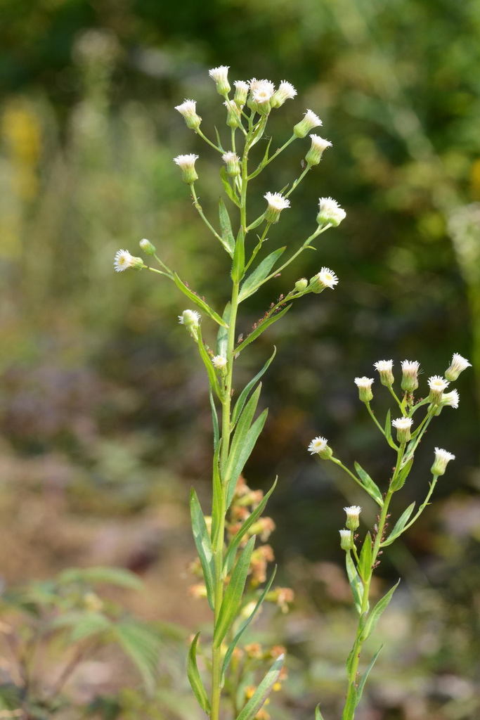 horseweed from г. Карпинск, Свердловская обл., Россия on July 17, 2020 ...