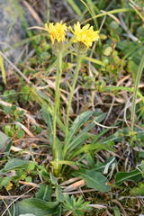 Crepis chrysantha