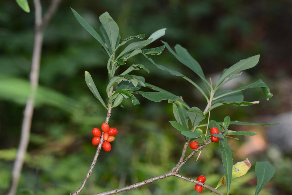 Daphne mezereum, г. Карпинск, Свердловская обл., Россия, by pg18