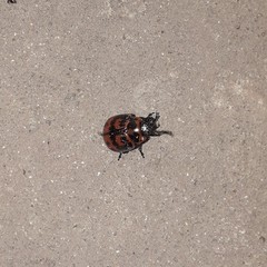 Platyphora congregata