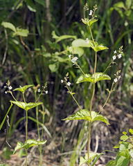 Veronica uralensis