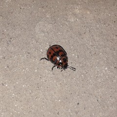 Platyphora congregata