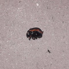 Platyphora congregata