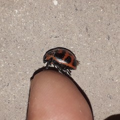 Platyphora congregata