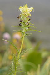 Pedicularis compacta