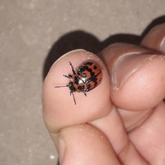 Platyphora congregata