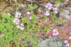 Thymus talijevii paucifolius