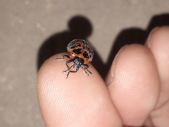 Platyphora congregata