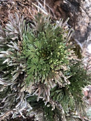 Selaginella pulvinata