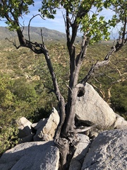Nahuatlea arborescens