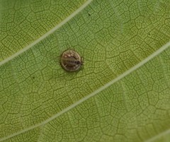 Dyscritulus