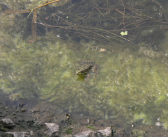 Pelophylax ridibundus