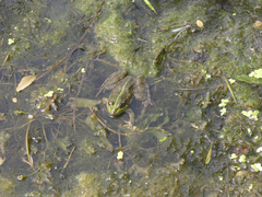 Pelophylax ridibundus