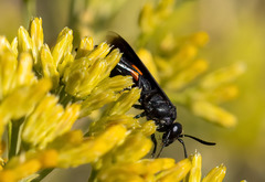 Stizoides renicinctus