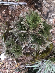 Selaginella pulvinata
