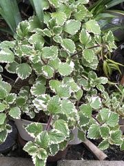 Coleus forsteri