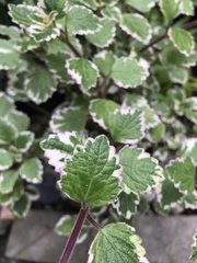 Coleus forsteri