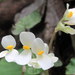 Begonia sericoneura - Photo (c) Joan Simon, some rights reserved (CC BY-SA)