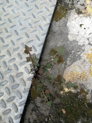 Taraxacum officinale