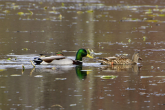 Anas platyrhynchos