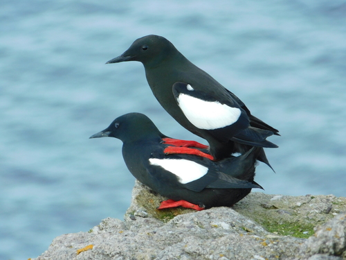 Black Guillemot
