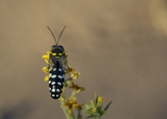 Zyzzyx chilensis