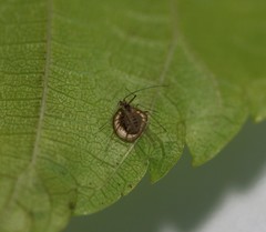 Dyscritulus