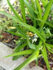 Taraxacum officinale