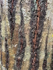 Calophyllum polyanthum