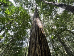 Calophyllum polyanthum