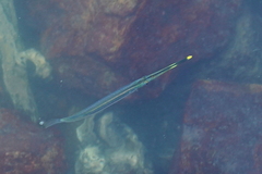 Zenarchopterus