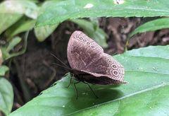 Ethope himachala
