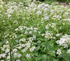 Anthriscus sylvestris