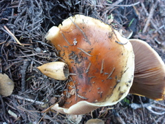 Pholiota brunnescens