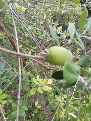 Feijoa sellowiana