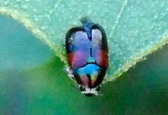 Megalostomis pyropyga