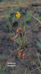 Eulophia hians inaequalis