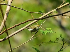 Phylloscopus proregulus