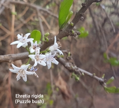 Ehretia rigida nervifolia