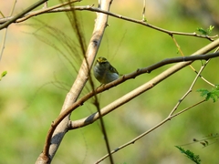 Phylloscopus proregulus