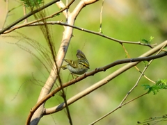 Phylloscopus proregulus