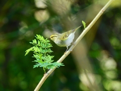 Phylloscopus proregulus