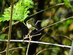 Phylloscopus proregulus