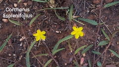 Corchorus asplenifolius