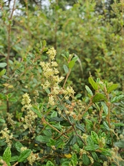 Pomaderris racemosa